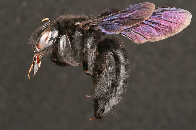 A large female carpenter bee. (Photo by Alejandro Santillana/Insects Unlocked/Cover Images)