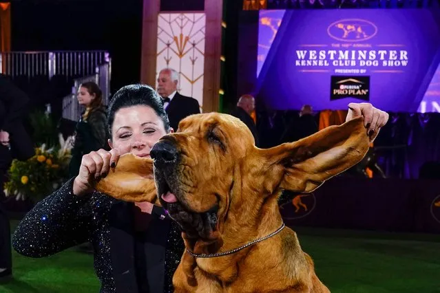 Heather Helmer poses for photographs with Trumpet, a bloodhound, after Trumpet won best in show at the 146th Westminster Kennel Club Dog Show, Wednesday, June 22, 2022, in Tarrytown, N.Y. (Photo by Frank Franklin II/AP Photo)