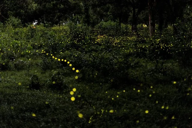Fireflies light up in a forest at a military barrack in Prachin Buri province, Thailand, June 4, 2022. (Photo by Athit Perawongmetha/Reuters)