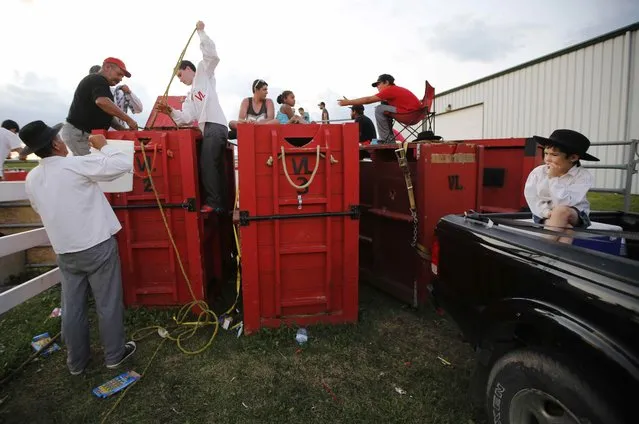 A child watches as Portuguese-Canadian men pour water on fighting bulls held briefly in wooden crates before they are set loose into a ring, during an Azorean “tourada a corda” (bullfight by rope) in Brampton, Ontario August 15, 2015. Bulls in a tourada a corda are held by a rope controlled by a team of men to make sure the animal does not cause injury. (Photo by Chris Helgren/Reuters)