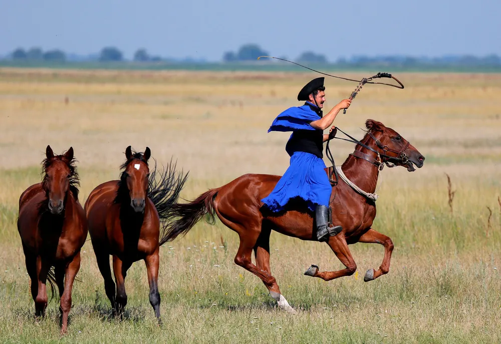 Horse Training on the Great Hungarian Plain