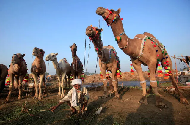 A man selling sacrificial camels waits for customers at a cattle market, ahead of the Eid al-Adha festival in Lahore, Pakistan August 27, 2017. (Photo by Mohsin Raza/Reuters)