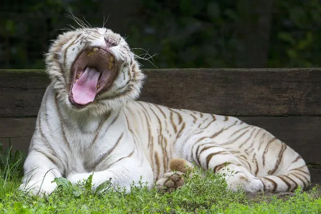 A White Bengal tiger yawns in its enclosure at the Olmense Zoo in Olmen, Belgium, September 2, 2015. (Photo by Yves Herman/Reuters)