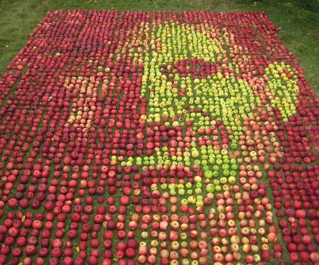 Portrait Of Steve Jobs Made With Apples
