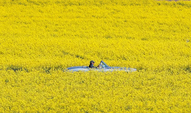 A man drives a convertible car, amid an outbreak of the coronavirus disease (COVID-19), during sunny spring weather on a road between two rape fields near Schinznach-Dorf, Switzerland on April 16, 2020. (Photo by Arnd Wiegmann/Reuters)