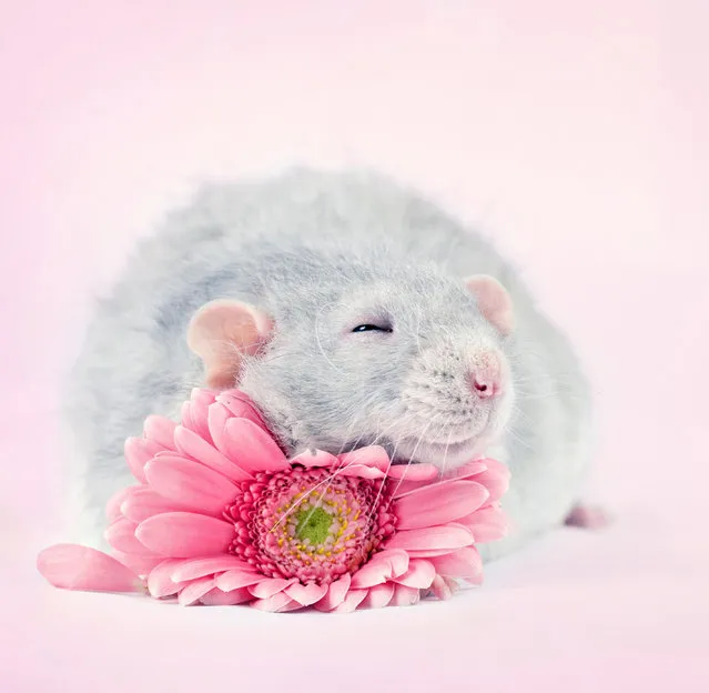 These adorable rat portraits were taken by a committed photographer who’s made it her mission to remove the stigma attached to the creatures. Diane Ozdamar’s vibrant images feature rodents cutely cuddling flowers, eating fruit, playing with bubbles, and lovingly interacting with each other. The 32-year-old photographer, who lives in Montreal, Canada, shot her «Fancy Rats» series over a number of years. The idea stemmed from fostering abused and abandoned rats in the hope of finding them new homes, Diane said, as in order to get them adopted, the photographer had to shoot cute pictures to make them more appealing to wannabe pet owners. Diane said: “That was how I began taking pictures of them, and I tried to take the best images I could to properly show their personalities. Each rat is quite different – they may be small but they really have huge personalities. These pictures played a great role in finding these rats their forever home and also helped some people overcome their phobia, so I decided to carry on and keep working on the series”. Through her images, Diane hopes to showcase the positive characteristics of rats – especially pet rats – which, she said, are “mellow and playful little creatures”. The photographer believes that the negative impressions pinned to rats stem from their wild siblings; Diane, however, focuses purely on domestic rats. Here: The 32-year-old photographer, who lives in Montreal, Canada, shot her “Fancy Rats” series over a number of years. (Photo by Diane Ozdamar/Caters News)