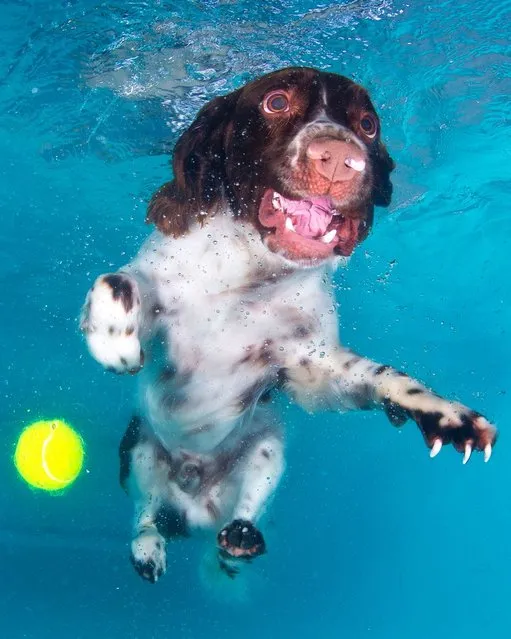 Photographer Lucy Ray says she has been scratched by the pooches who are diving underwater to try and catch a tennis ball. Their wide-eyed desperation has been captured by a specialist underwater photographer who admits she has been bitten and scratched by the pooches who only had eyes for the ball. Lucy Ray, 34, said: “A dog could have the cutest face on land but as soon as they get in the water they can be terrifying. Their eyes bulge and teeth shoot out of their mouth just like an alien as they try to catch the ball”. (Photo by Lucy Ray)