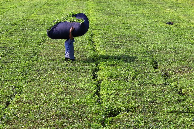 Workers are collecting tea leaves from a tea garden cultivated in the plains of Panchagarh, the northernmost district of Bangladesh on January 8, 2025. About 20 percent of the national tea production comes from northern regions. Tea production in the northern region is increasing day by day. The northern tea industry employs 25,000-30,000 people directly and indirectly. Tea leaves are sold at Tk 20 per kg. After processing, about 250 grams of tea is made from one kilogram of tea leaves. (Photo by Syed Mahabubul Kader/ZUMA Press Wire/Rex Features/Shutterstock)