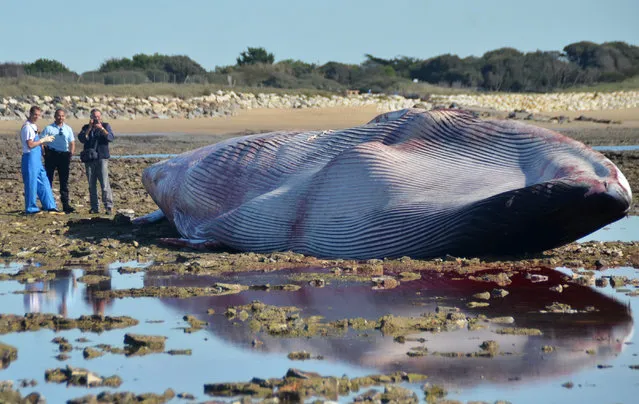 Men stand next to the carcass of a stranded fin whale at the beach of Ars-en-Re, at Pointe de Grignon, on Ile de Re island, western France, on October 25, 2017. The whale of more than 20 meters in size was discovered on early October 25. The last time a whale stranded in the Charente-Maritime department was in 2006 in La Rochelle. (Photo by Olivier Guerin/AFP Photo)