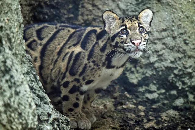 Check out these rare Clouded Leopard kittens as they make their public debut at Zoo Miami September 10, 2015. The six-month-old female sisters Malee and Suree are cubs to mother Serai and will initially be part of an exhibit just two days a week. Staff at the tourist attraction in Miami, Florida, say the little cats by nature are shy and secretive, so they've been kept secluded in a den with their mother since being born in March. (Photo by: Zoo Miami/Splash News)