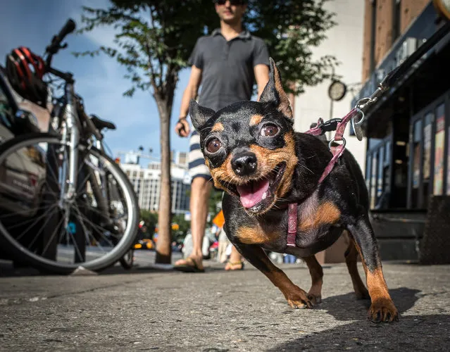 Take my picture! Apartment dogs in the East Village are always happy to be out for a walk. (Photo by Mark McQueen/Caters News Agency)