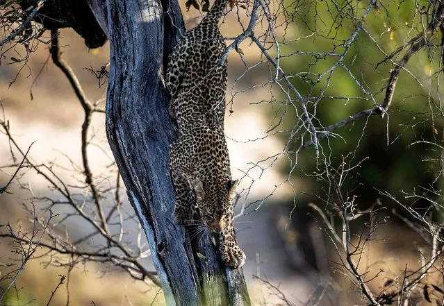 Photo taken on September 17, 2022 shows an African leopard at the Kruger National Park, Mpumalanga, South Africa. Kruger National Park is one of the largest game reserves in Africa. Covering an area of 19,485 square kilometers in northeastern South Africa, the park is a home to an impressive number of species. (Photo by Xinhua News Agency/Rex Features/Shutterstock)