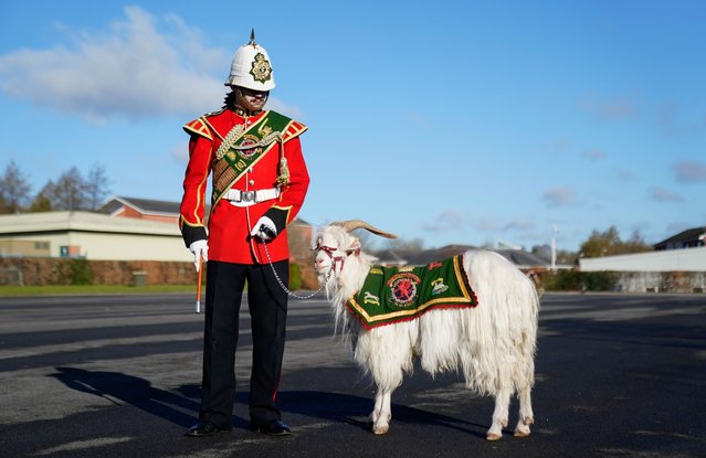 Fusilier Llewelyn II, the Regimental Goat for the 1st Battalion, The Royal Welsh, based at Lucknow Barracks in Tidworth, Wiltshire, during a parade to commemorate St David's Day, and honour the patron saint of Wales in a traditional ceremony where they will receive leeks, a national emblem of Cymru (Wales), along with being presented the Coronation Medal in recognition of their service and contribution to the coronation of King Charles III and Queen Camilla on Thursday, February 27, 2025. (Photo by Andrew Matthews/PA Wire)