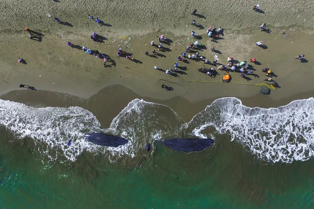 This aerial picture shows villagers looking at two dead sperm whales on a beach in Aceh Besar on November 14, 2017. Four sperm whales stranded on a beach in Indonesia have died, a local official said on November 14, despite frantic efforts to push the massive mammals back into the sea. (Photo by Chaideer Mahyuddin/AFP Photo)