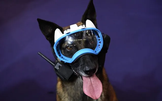 A dog wears a mask equipped with cameras and a transmission device, developped by the French surveillance SSI Groupe and allowing the human partner to “see” through his eyes on a remote screen, during the Milipol internal state security exhibition in Villepinte, outside Paris, on November 21, 2017. (Photo by Christophe Archambault/AFP Photo)