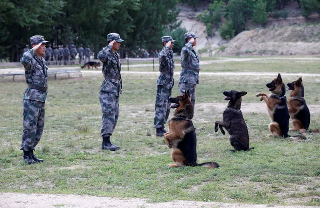 Soldiers of Chinese People's Liberation Army (PLA) salute as they perform with their dogs before a dog training competition, in Heihe, Heilongjiang province, August 16, 2016. (Photo by Reuters/Stringer)