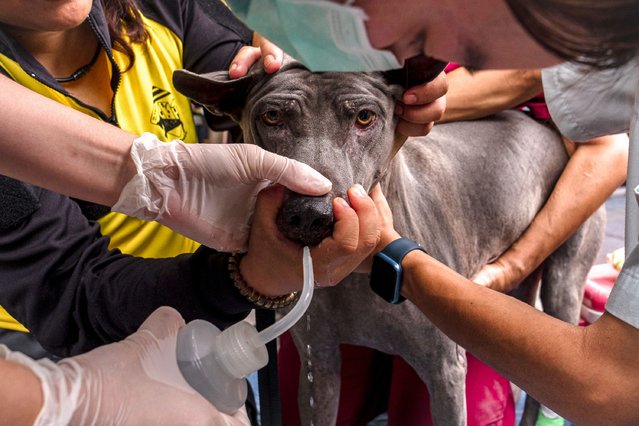 Saifah, a Thai Ridgeback of a Thai K9 rescue unit, has its nose flushed by veterinary volunteers after taking part in search-and-rescue operations at the site of an under-construction building collapse in Bangkok on March 31, 2025, three days after an earthquake struck central Myanmar and Thailand. (Photo by Chanakarn Laosarakham/AFP Photo)