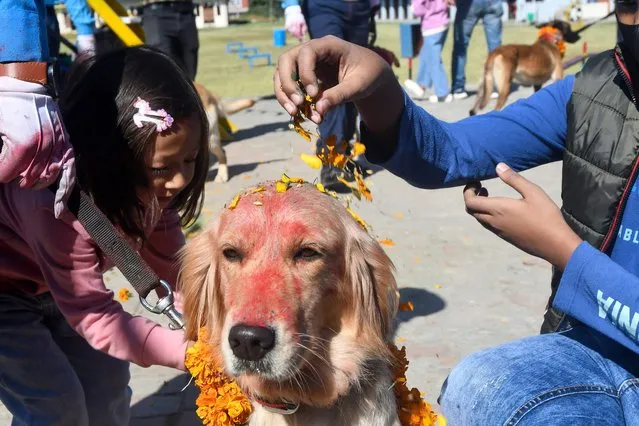 A devotee pours flower petals onto a police dog during an event to mark the Hindu Tihar festival at the Nepal Police Dog Training School in Kathmandu on October 24, 2022. (Photo by Prakash Mathema/AFP Photo)