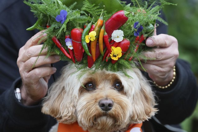Chilli the dog wears has a chilli hat placed on his head in the BBC Radio 2 Dog Garden at the RHS Chelsea Flower Show in London, Monday, May 19, 2025. (Photo by Kirsty Wigglesworth/AP Photo)
