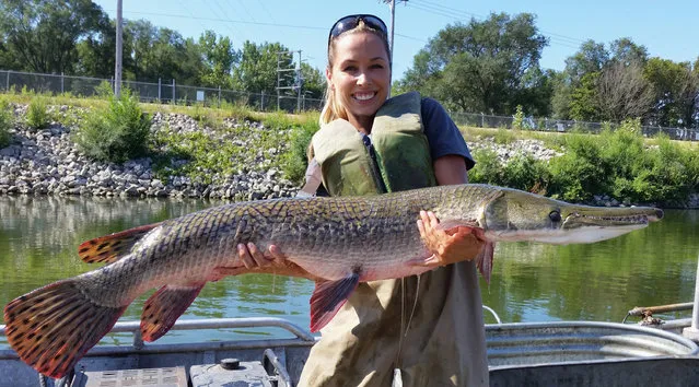 This August 12, 2015 photo provided by the Illinois Department of Natural Resources shows IDNR biologist Nerissa McClelland holding alligator gar collected during a sampling survey at Powerton Lake in Powerton, Ill.  The alligator gar is a toothy giant that can grow longer than a horse and heavier than a refrigerator. The fearsome-looking prehistoric fish plied U.S. waters from the Gulf of Mexico to Illinois until it disappeared from many states half a century ago. Persecuted by anglers and deprived of places to spawn, the alligator gar – with a head that resembles an alligator and two rows of needlelike teeth – survived primarily in southern states in the tributaries of Mississippi River and Gulf of Mexico after being declared extinct in several states farther north. To many, it was a freak, a “trash fish” that threatened sport fish, something to be exterminated. (Photo by Illinois Department of Natural Resources via AP Photo)