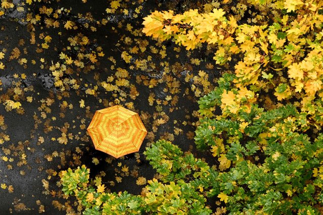 A woman shelters from the rain under an umbrella walking on an autumn day in Moscow on October 3, 2022. (Photo by Kirill Kudryavtsev/AFP Photo)