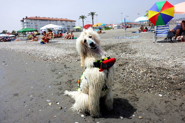 Nilo, 2, a male Standard Poodle dog, which is the latest member added to the dog rescue team by his Global K9 instructor, Miguel Sanchez-Merenciano, sits on the shore after a dip during a rescue training on the first day of work of the summer season at Las Lindes beach, in Torrox, southern Spain pn June 14, 2025. (Photo by Jon Nazca/Reuters)