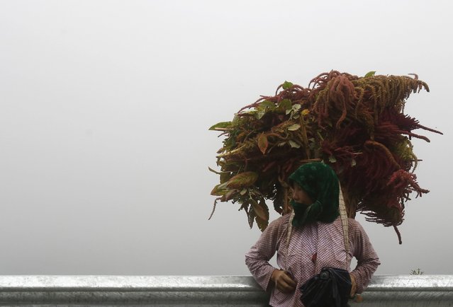 A Hmong woman rests along a road while she carries vegetation to be prepared as animal feed at Lung Cu village, which borders with China, in Ha Giang province, Vietnam September 20, 2015. (Photo by Reuters/Kham)
