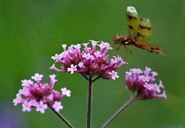 A dragonfly lands on a flower at Brookside Gardens in Wheaton, Maryland on June 21, 2022. Today was the first day of Summer and the weather in the Washington, D.C. area was rather tame for a summer day.(Photo by Michael S. Williamson/The Washington Post)