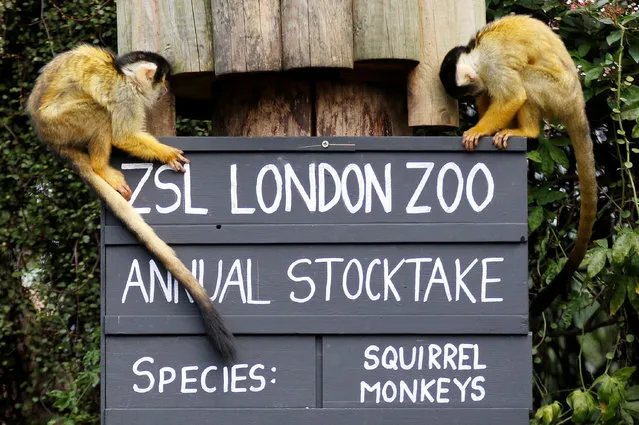 Squirrel monkeys sit on a placard during the Annual Stocktake at ZSL London Zoo in London, Britain February 7, 2018. (Photo by Tom Jacobs/Reuters)