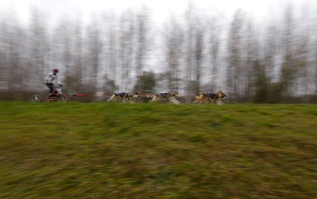 A musher races with his dogs during a sled dog European Championship in Venek November 22, 2014. (Photo by Laszlo Balogh/Reuters)