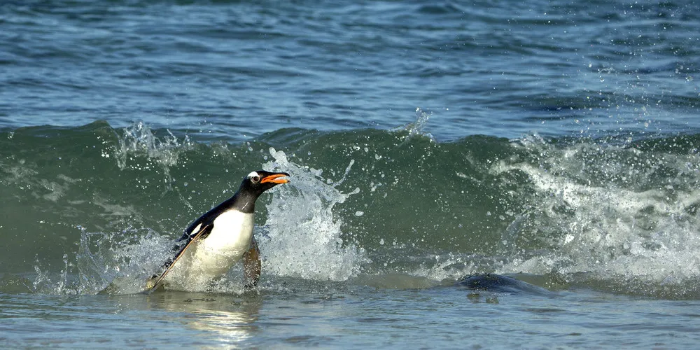 Surfing Penguins