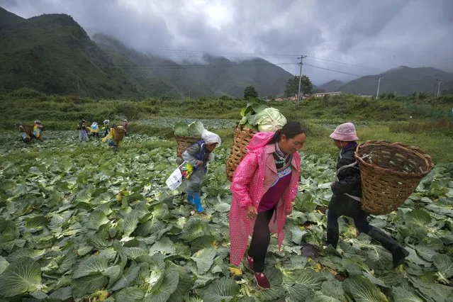 Minority women collect cabbages at a farm near their village houses built by the Chinese government for the ethnic minority members in Ganluo county, southwest China's Sichuan province on September 10, 2020. (Photo by Andy Wong/AP Photo)