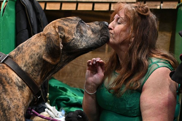 A Great Dane gets a kiss competing in the Working and Pastoral class on the third day of the Crufts dog show at the National Exhibition Centre in Birmingham, central England, on March 9, 2024. (Photo by Oli Scarff/AFP Photo)