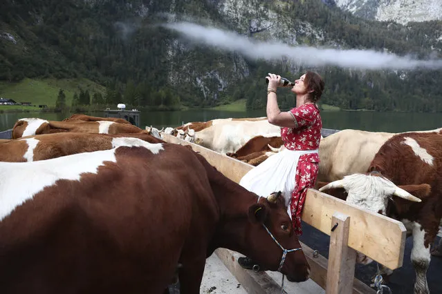 Bavarian mountain farmer Petra drinks beer as she returns her cattle from summer pastures across lake Koenigssee near Berchtesgaden, Germany, Friday, October 2, 2020. (Photo by Matthias Schrader/AP Photo)