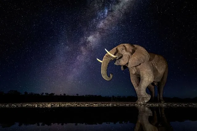 A majestic elephant visits the watering hole at the Zimanga Private Game Reserve in South Africa under the Milky Way in August 2022. (Photo by Sean Weekly/Animal News Agency)