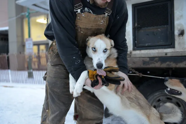 Sayonara a dog and musher Dave Delcourt prepare for the ceremonial start of the Iditarod dog sled race in Anchorage, Alaska, U.S. March 3, 2018. (Photo by Mark Meyer/Reuters)