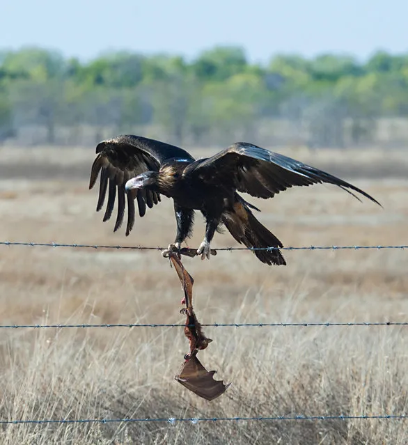 A wedge-tailed eagle (Aquila audax) with a dead bat entangled in barbed wire, Burketown, Queensland, Australia. (Photo by Geneviève Vallée/Alamy Stock Photo)