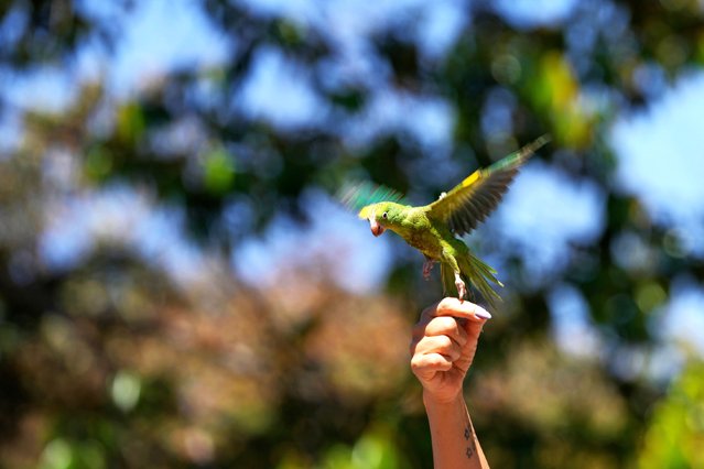 Brazilian First Lady Rosangela da Silva releases a parakeet during a reinsertion operation for recovered wild animals in the Chapada Imperial nature reserve in Brasilia, Brazil, Wednesday, August 27, 2025. (Photo by Eraldo Peres/AP Photo)