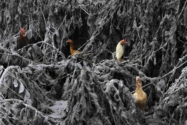 Chickens roost in the midst of plants covered with ash from Mount Sinabung near Sigarang-Garang village in Karo district, Indonesia's North Sumatra province, in this January 12, 2014 file photo. (Photo by Roni Bintang/Reuters)