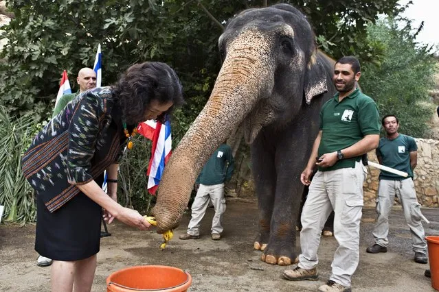 Thailand's Ambassador to Israel Angsana Sihapitak (L) feeds Asian elephant Tamar after receiving a donation for the Lampang conservation centre in Thailand, at the Jerusalem Biblical Zoo, in Jerusalem November 5, 2015. The Zoo raised the donation money for the Lampang conservation centre, where Tamar arrived from 20 years ago, involving contributions by local children through an animal awareness project, said Zoo officials. (Photo by Nir Elias/Reuters)