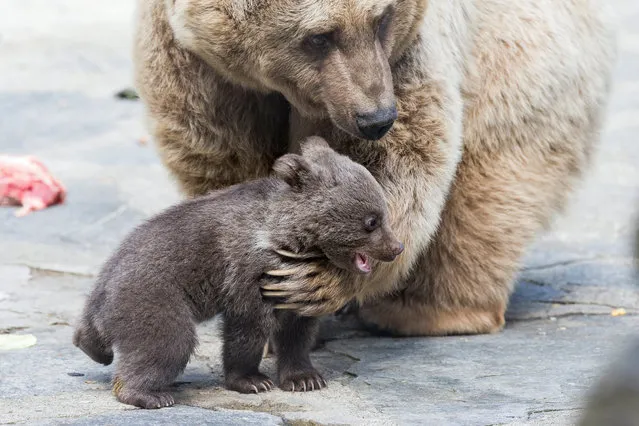 A Syrian brown bear cub plays with its mother “Martine” in its enclosure at the zoo of Servion, Switzerland, 17 April 2018, Three Syrian brown bear cubs were born at the zoo on 19 January 2018. (Photo by Cyril Zingaro/EPA/EFE)