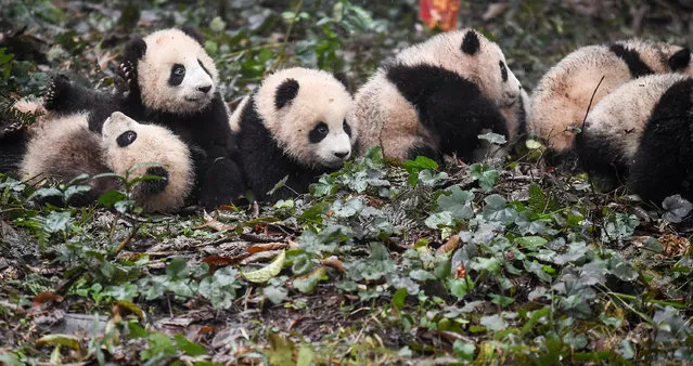 Giant pandas are seen at China Conservation and Research Center for Giant Pandas in Ya'an, southwest China's Sichuan Province, January 11, 2017. A pilot scheme to build an administration of giant panda national park has been approved. The scheme will form a cross-provincial national park that would unite more than 80 fragmented habitats scattered in southwest China's Sichuan Province, northwest China's Shaanxi Province and Gansu Province, with an area of 27,134 square kilometers. (Photo by Xue Yubin/Xinhua/Barcroft Images)