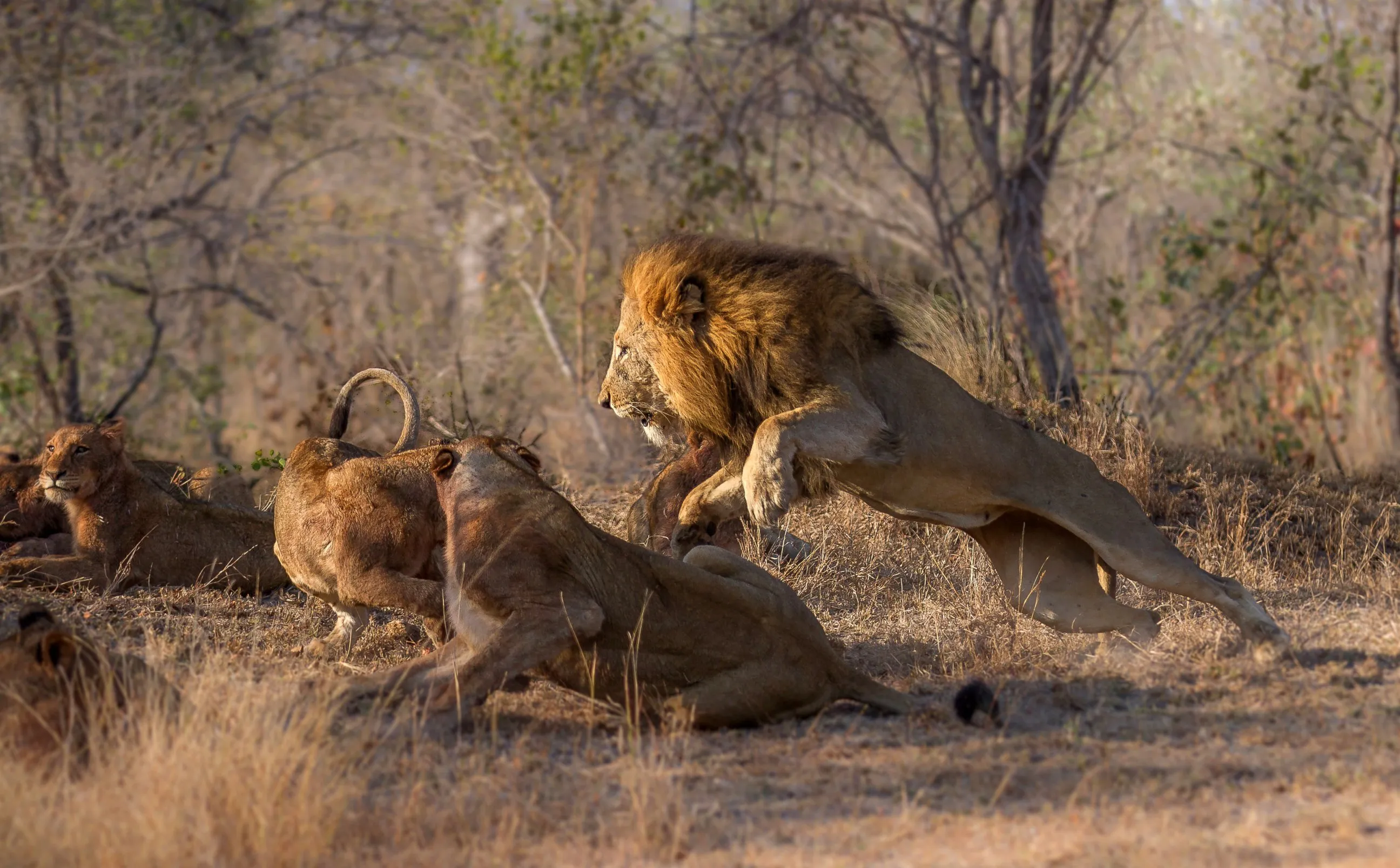 Хищники дикой африки видео. Львиный Прайд. Лев охотится.