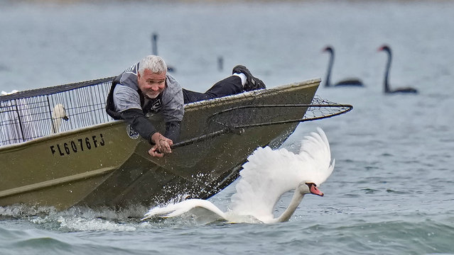 Steve Platt, of the City of Lakeland's Parks and Recreation Dept., reaches out to catch a swan during the city of Lakeland's 45th annual swan roundup on Lake Morton Tuesday, October 28, 2025, in Lakeland, Fla. The Lake Morton swan population dates back to 1957, when Queen Elizabeth II of the United Kingdom gifted a pair of swans to the city. (Photo by Chris O'Meara/AP Photo)