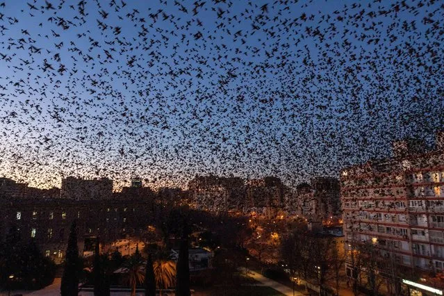 Starlings overfly Zaragoza, Spain, 08 February 2022. (Photo by Javier Belver/EPA/EFE)