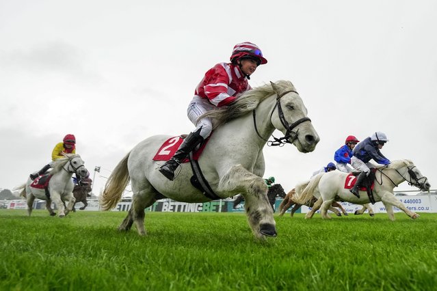 Three greys make their way up the hill towards the finish during The Shetland Pony Derby at Plumpton Racecourse on October 20, 2025 in Plumpton, England. (Photo by Alan Crowhurst/Getty Images)