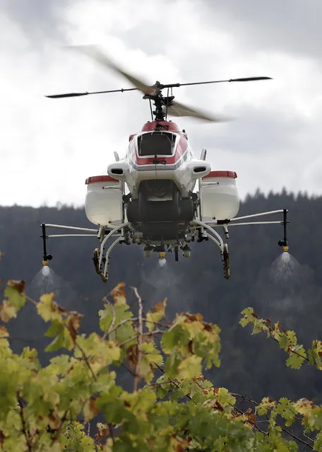 In this Wednesday, October 15, 2014 photo, the Yamaha RMax unmanned helicopter sprays water over grapevines during a demonstration of its aerial application capabilities at the University of California, Davis' Oakville Station test vineyard in Oakville, Calif. Researchers at UC Davis have been studying the effectiveness of the drone's ability for spraying pest control and nutritional materials on the test vineyard in California's Napa Valley. (Photo by Rich Pedroncelli/AP Photo)