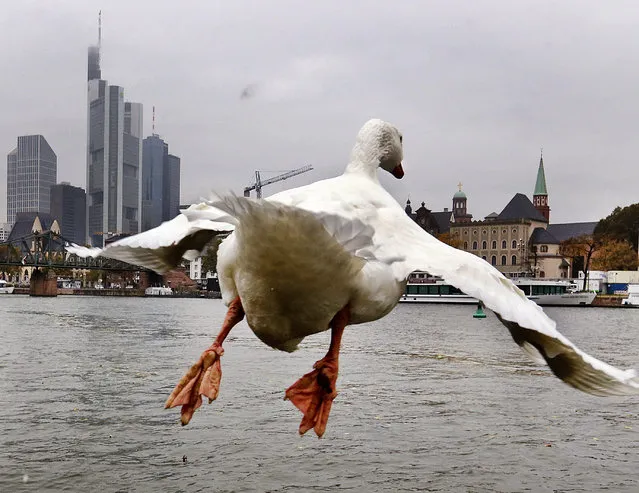 A big white goose takes off from the banks of the river Main with the banking district in the background in Frankfurt, Germany, on a grey Friday, October 28, 2016. (Photo by Michael Probst/AP Photo)