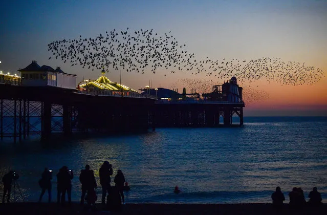 Crowds enjoy the late afternoon sunset and starling murmuration over the pier in the Brighton resort on England’s south coast on November 29, 2020. (Photo by Simon Dack/Alamy Live News)