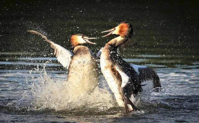 Water droplets fly as two grebes have a territorial battle over nesting space at Furzton Lake in Milton Keynes, Bucks, UK on May 3, 2023. (Photo by Jo Angell/Animal News Agency)